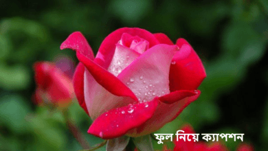 ফুল নিয়ে ক্যাপশন